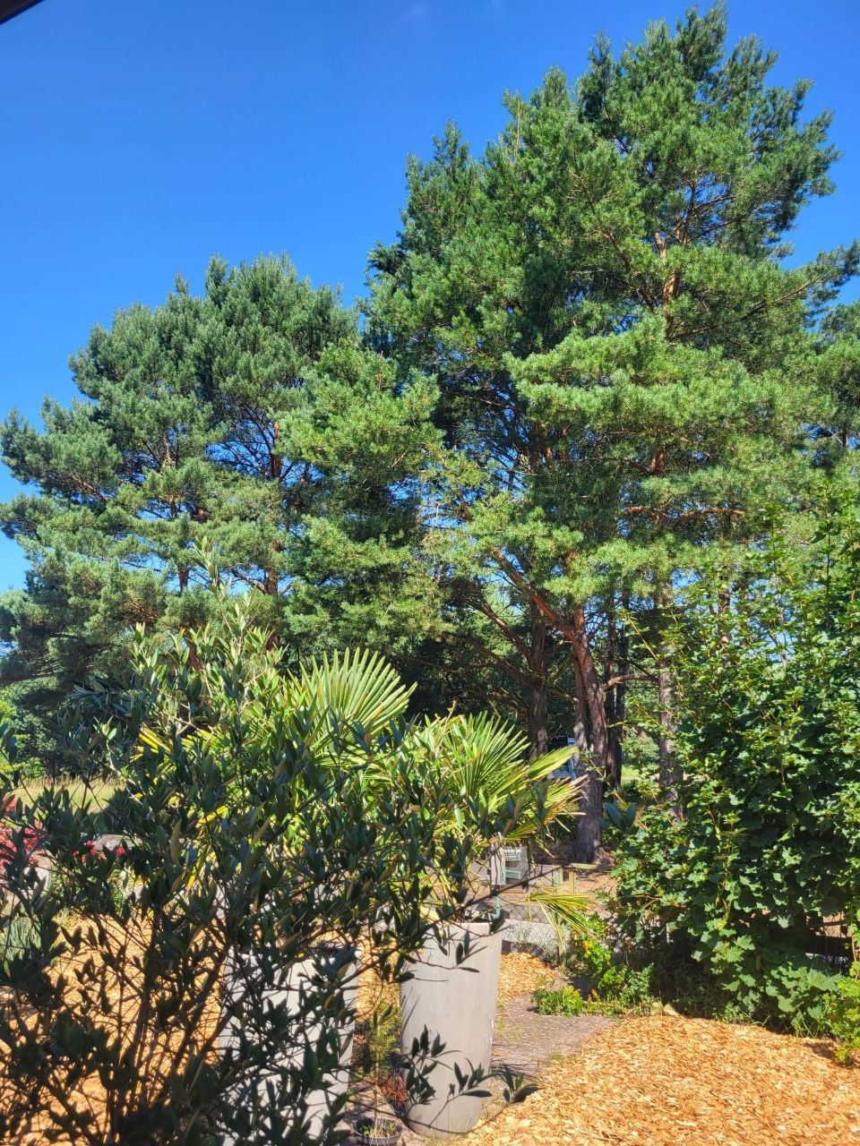 Bäume im Garten